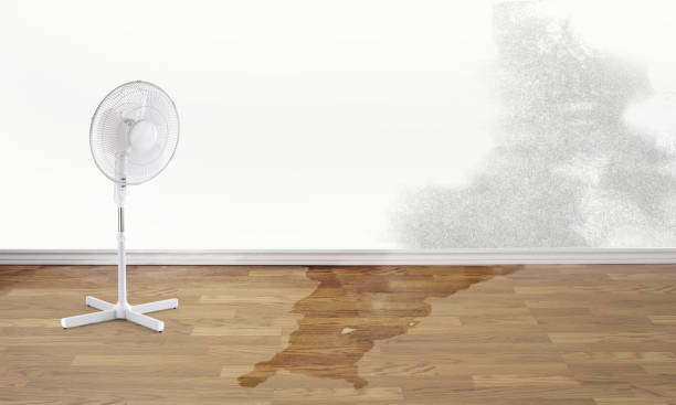 Carpet water damage restoration in Otsego, MN
